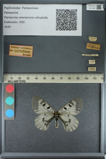 Media type: image;   Entomology 179927